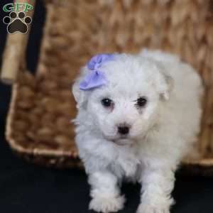 Bella, Bichon Frise Puppy